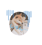 柴犬すたんぷ！1（個別スタンプ：4）