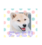 柴犬すたんぷ！1（個別スタンプ：6）