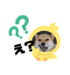 柴犬すたんぷ！1（個別スタンプ：7）