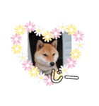 柴犬すたんぷ！1（個別スタンプ：8）