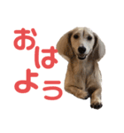 ほくほくのイッヌ 2（個別スタンプ：1）