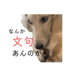 ほくほくのイッヌ 2（個別スタンプ：2）