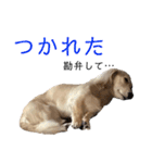 ほくほくのイッヌ 2（個別スタンプ：4）