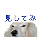 ほくほくのイッヌ 2（個別スタンプ：5）