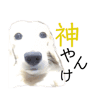 ほくほくのイッヌ 2（個別スタンプ：6）