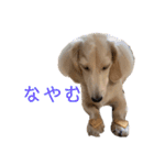 ほくほくのイッヌ 2（個別スタンプ：9）