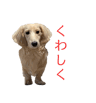 ほくほくのイッヌ 2（個別スタンプ：11）