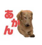 ほくほくのイッヌ 2（個別スタンプ：12）