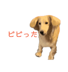 ほくほくのイッヌ 2（個別スタンプ：13）