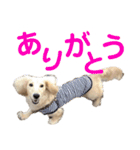 ほくほくのイッヌ 2（個別スタンプ：21）
