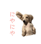 ほくほくのイッヌ 2（個別スタンプ：25）