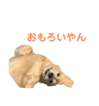 ほくほくのイッヌ 2（個別スタンプ：31）