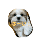 シーズーの4姉妹達（個別スタンプ：8）
