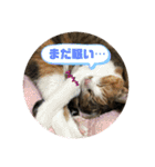 猫のレモンスタンプ2（個別スタンプ：1）