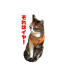 猫のレモンスタンプ2（個別スタンプ：2）