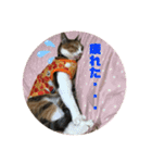 猫のレモンスタンプ2（個別スタンプ：3）