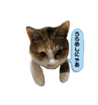 猫のレモンスタンプ2（個別スタンプ：4）