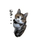 猫のレモンスタンプ2（個別スタンプ：5）
