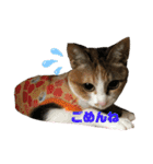 猫のレモンスタンプ2（個別スタンプ：6）