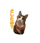 猫のレモンスタンプ2（個別スタンプ：7）