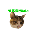 猫のレモンスタンプ2（個別スタンプ：8）