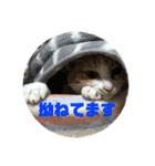 猫のレモンスタンプ2（個別スタンプ：10）