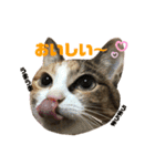 猫のレモンスタンプ2（個別スタンプ：11）