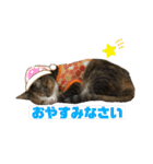 猫のレモンスタンプ2（個別スタンプ：15）