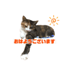 猫のレモンスタンプ2（個別スタンプ：16）
