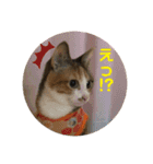 猫のレモンスタンプ2（個別スタンプ：19）