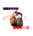 猫のレモンスタンプ2（個別スタンプ：24）