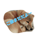 うちの子。。。（個別スタンプ：5）