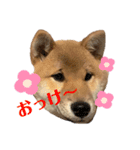 うちの子。。。（個別スタンプ：6）