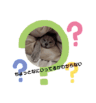 ウチの犬とか猫とかのスタンプ（個別スタンプ：3）