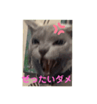 ウチの犬とか猫とかのスタンプ（個別スタンプ：5）