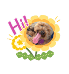 ウチの犬とか猫とかのスタンプ（個別スタンプ：6）