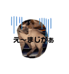 ウチの犬とか猫とかのスタンプ（個別スタンプ：7）