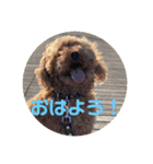 ウチの犬とか猫とかのスタンプ（個別スタンプ：9）