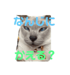 ウチの犬とか猫とかのスタンプ（個別スタンプ：10）