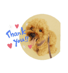 ウチの犬とか猫とかのスタンプ（個別スタンプ：12）