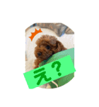 ウチの犬とか猫とかのスタンプ（個別スタンプ：13）