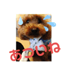 ウチの犬とか猫とかのスタンプ（個別スタンプ：15）