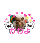 ウチの犬とか猫とかのスタンプ（個別スタンプ：16）