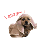 ヨークシャーテリアの翔太くん（個別スタンプ：3）