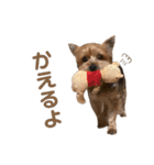 ヨークシャーテリアの翔太くん（個別スタンプ：9）