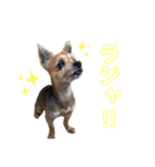 ヨークシャーテリアの翔太くん（個別スタンプ：11）