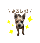 ヨークシャーテリアの翔太くん（個別スタンプ：13）