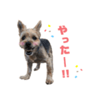 ヨークシャーテリアの翔太くん（個別スタンプ：14）