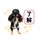 チワックス♡simba（個別スタンプ：4）