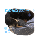 チワックス♡simba（個別スタンプ：6）